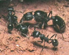 Bài học lãnh đạo từ... loài kiến