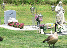 Nghề “lạ tai” của bạn trẻ xứ Hàn