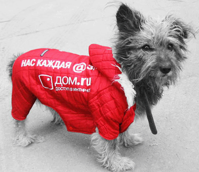 Quảng cáo trên ... chó